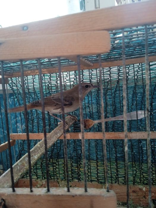 Соловей поющий ночник