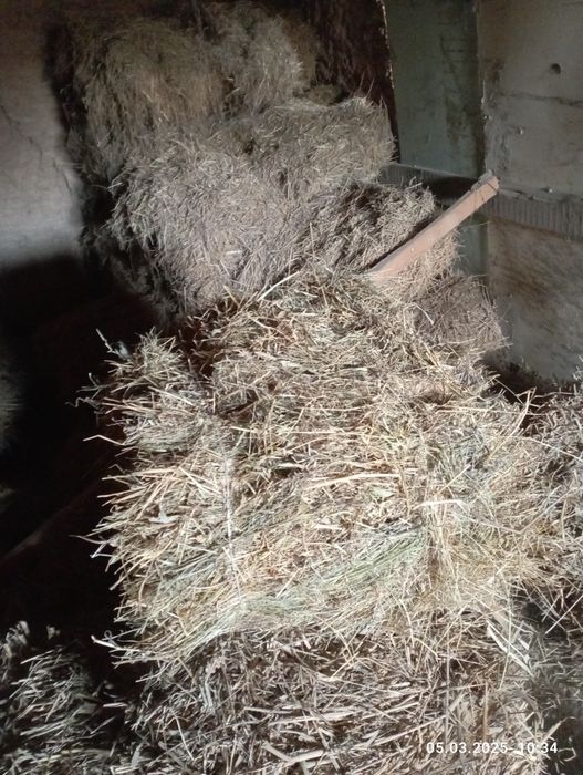 Уй хайвонлари учун Курук хашак сотилади 40та пресс.