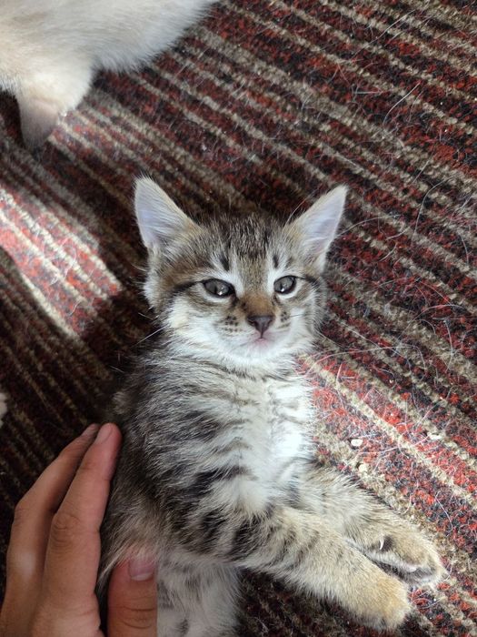 Отдам котят в хорошие руки