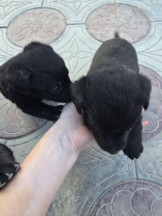 Отдам в хорошие и добрые руки
