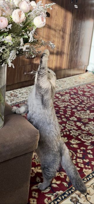 Элитная породистая кошка вислоухая скоттиш фолд серебристая девочка