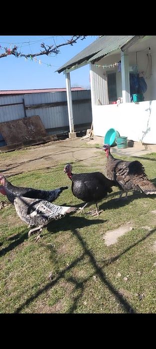 Cruci de țară mari foarte bune pentru clocit