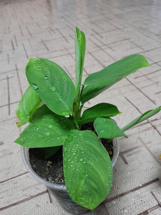 Продам цветок Ктенанта 1000