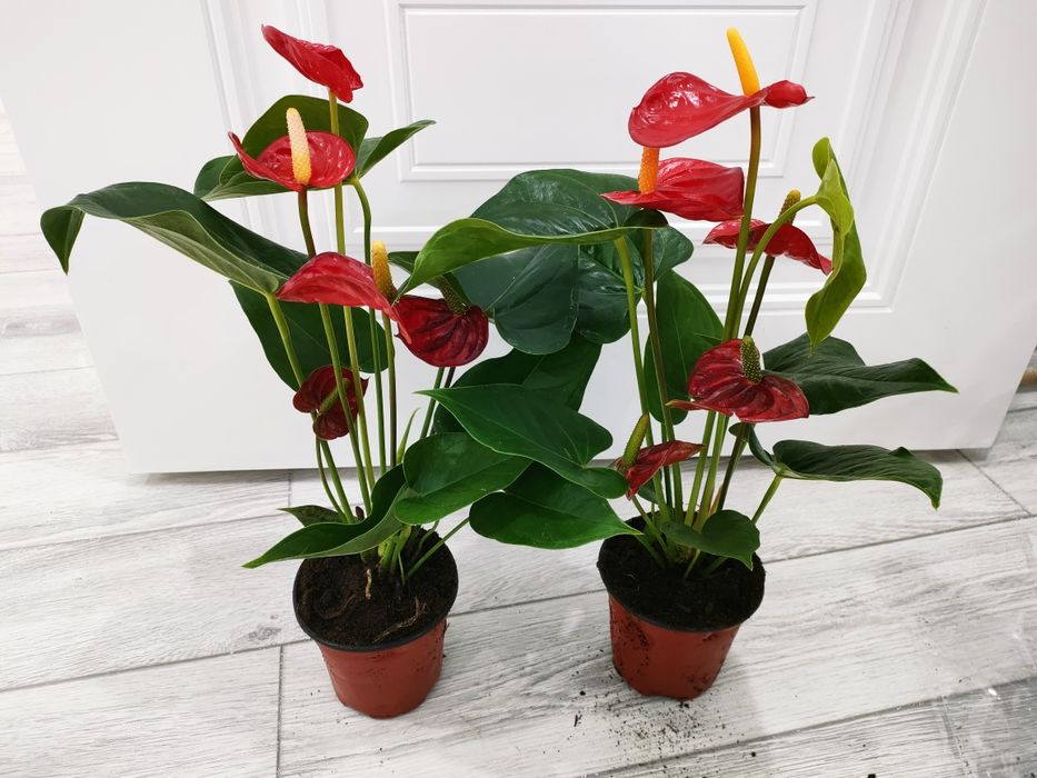 Комнатные растения. Доставка