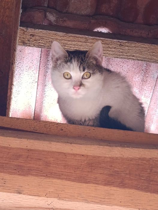 Donez pisicuțe pufoase și blânde au mai rămas doar 2