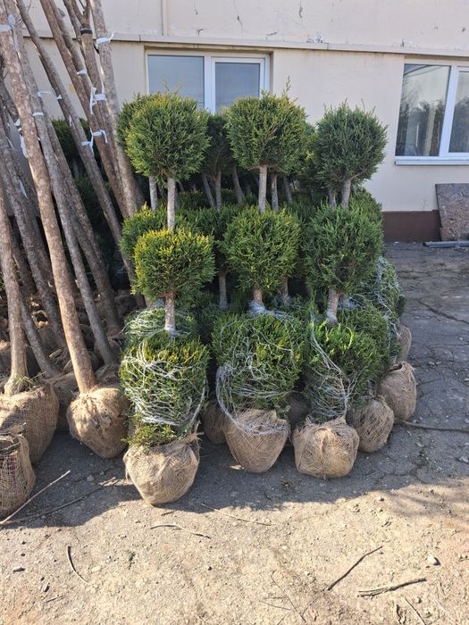 Globulare leyladi platani