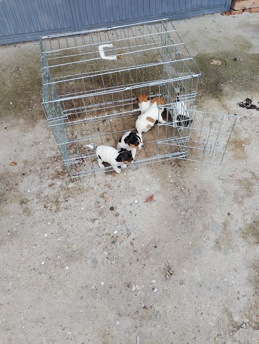 Малки Джак ръсел Териер