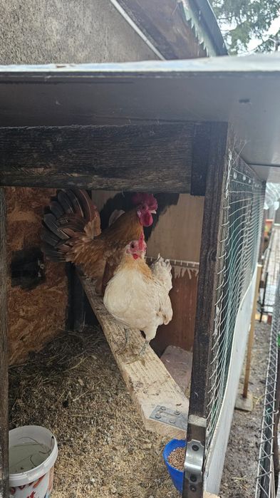 Familie gaini serama