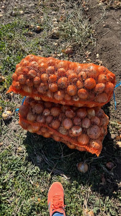 Ceapa toamna recolta noua ambalata la plase 10 kg