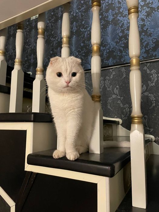 Отдам кота бесплатно