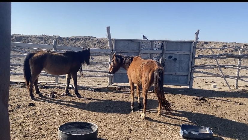 Буаз бие 3 туған 550000