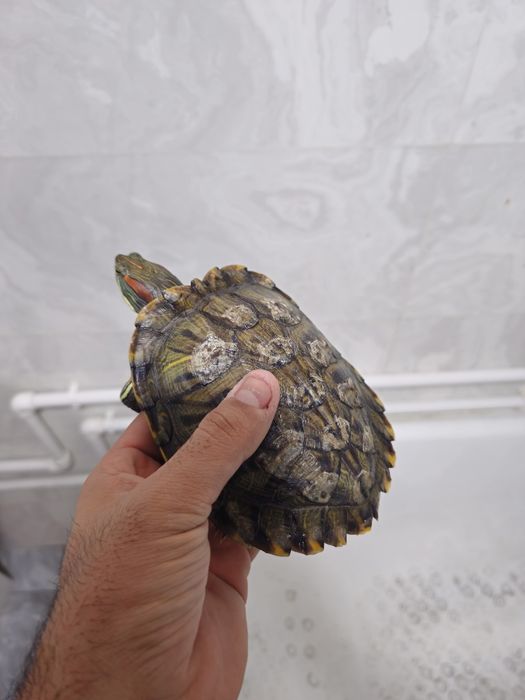 Suv toshbaqasi qizil quloq sotiladi 2 dona  500.000mingdan donasi