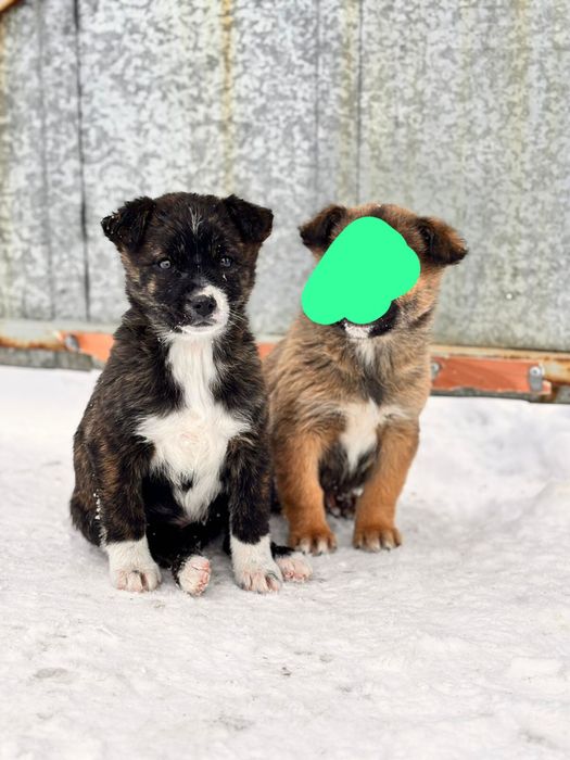 Отдадим щенка лабрадора