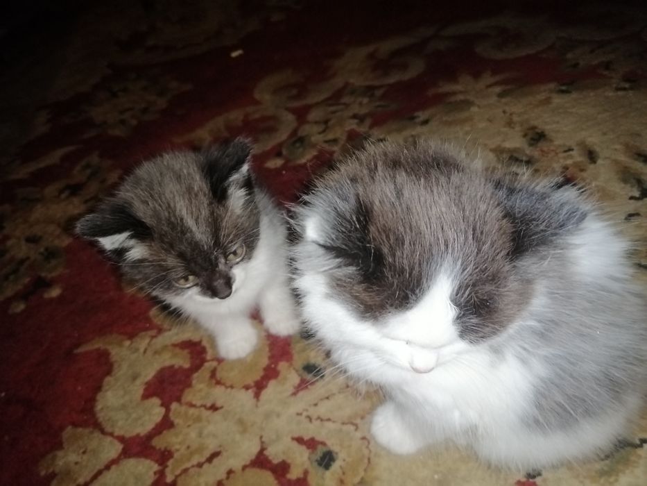 Бесплатно.Жақсы адамдардың қолына беремін