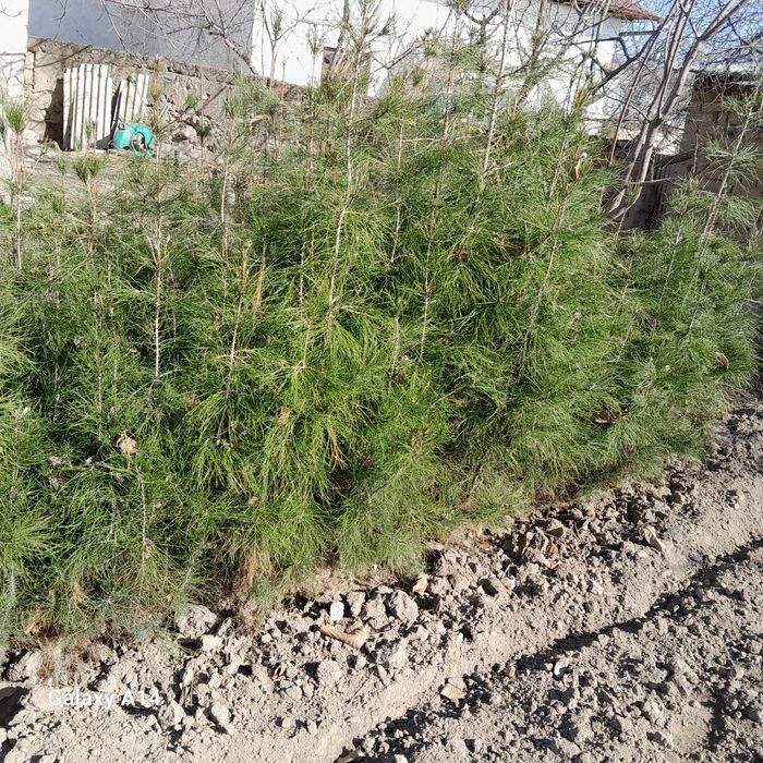 Сосна арча кучатлари сотилади келишамиз