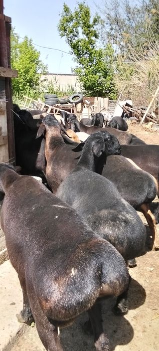 Кисары кошкар сатлады