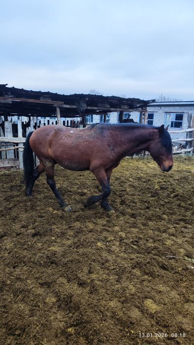 Айғыр сатам,продам жеребца