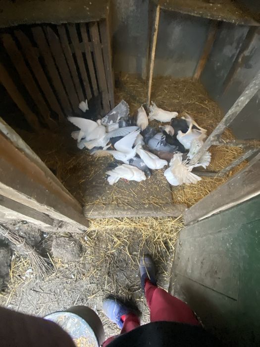 De vânzare mai multe rase de porumbei