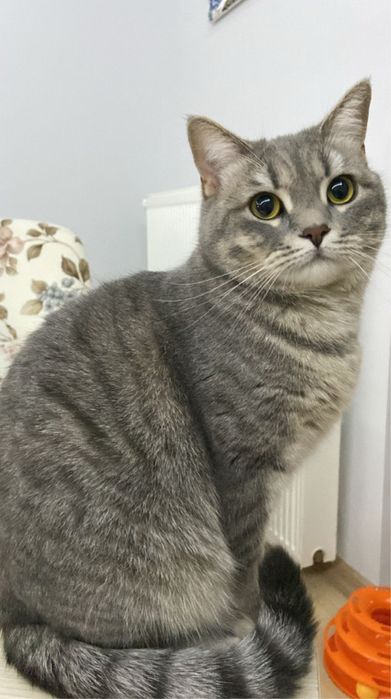 Шотландский кот на вязку