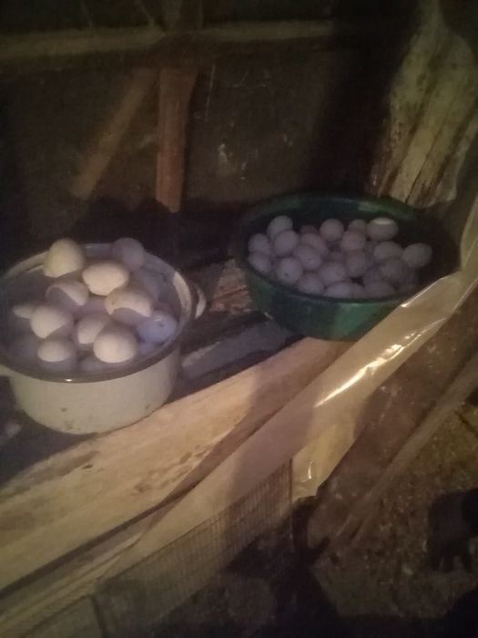 Куры Ленгорн белые не фабрика