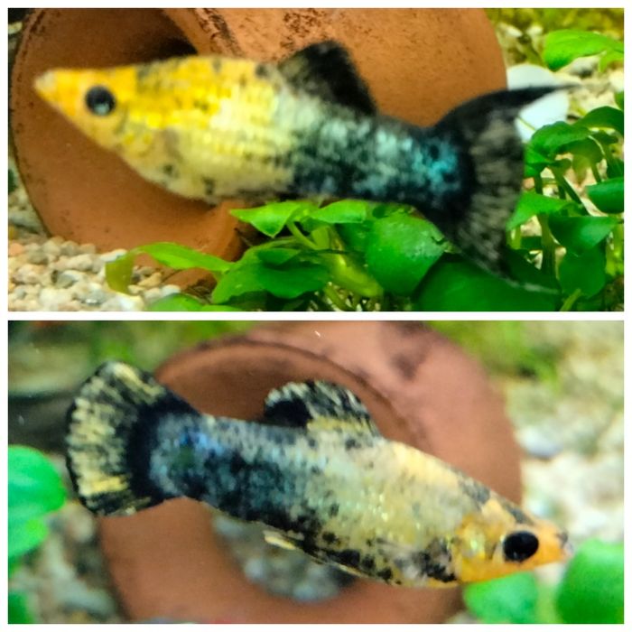 Рыбки для аквариума