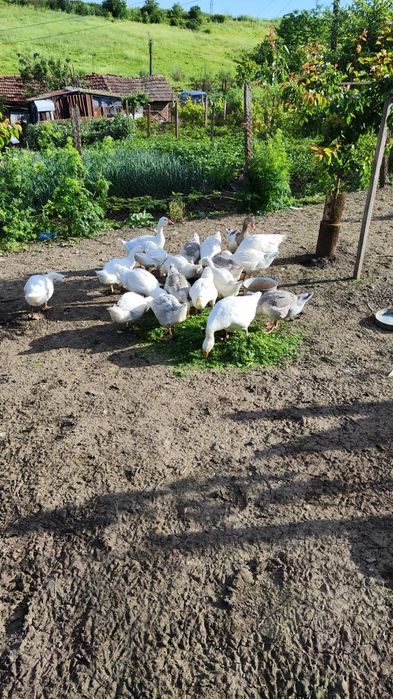 Продавам гъски патици