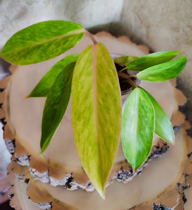 Филодендрон Медуза