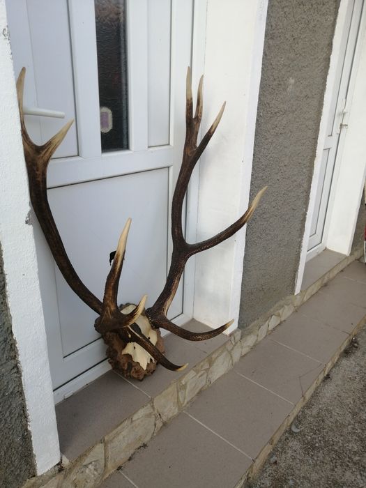 Рога, трофей от елен