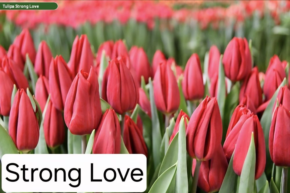 Тюльпаны к 8 марта оптом и в розницу!