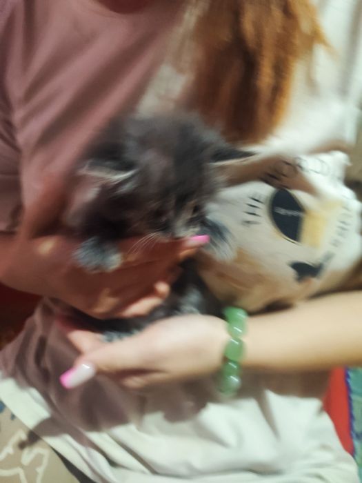 Котенок мальчик дымчатый