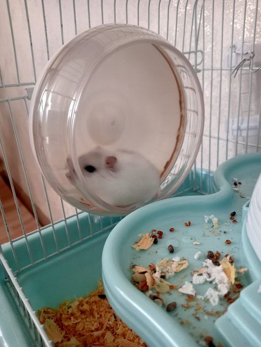 Белые пушистые хомяки, мальчик и девочка.