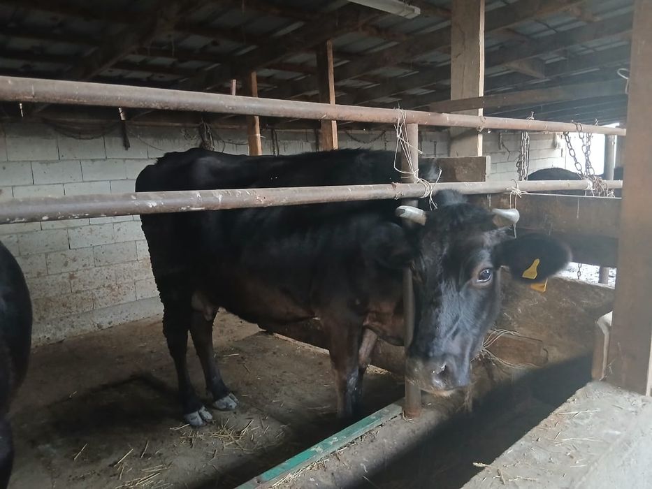 Продам двух стельных коров