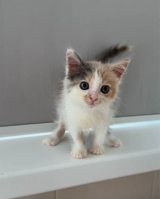 Котенок девочка ищет дом