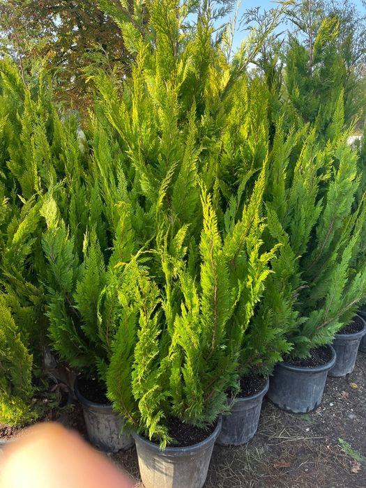 Maslin bonsai  plante decorative