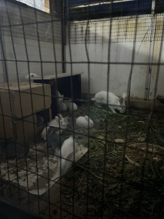 Продам кролики домашни