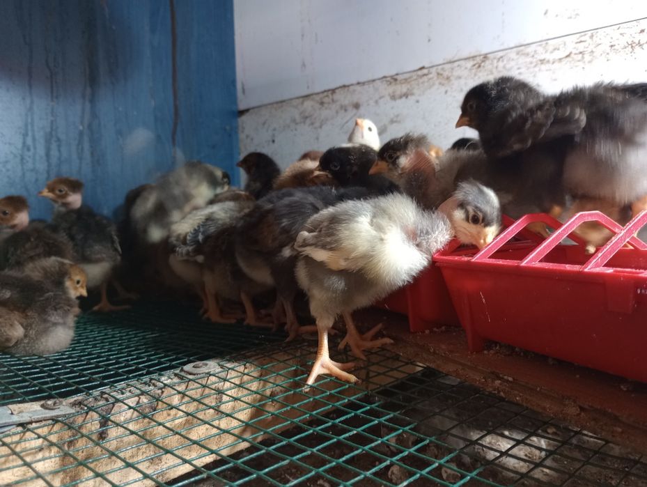 Pui de gaina rasa mixta