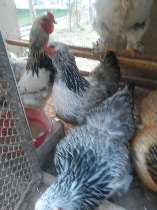 Светлый брама тухумлари