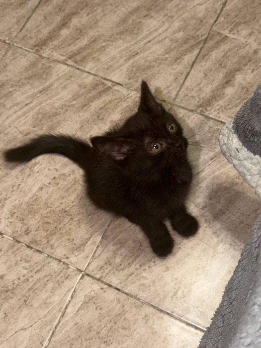 Отдалим котенка в добрые руки
