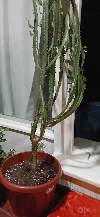 Kaktus gullar sotiladi