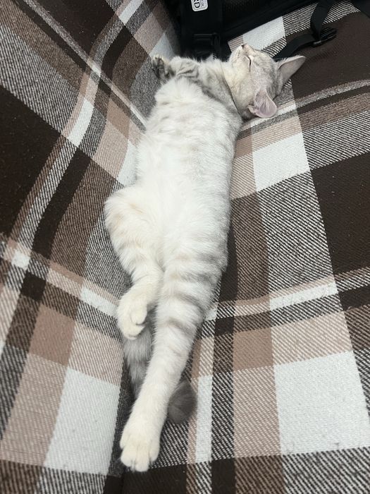 Британский длинноухий