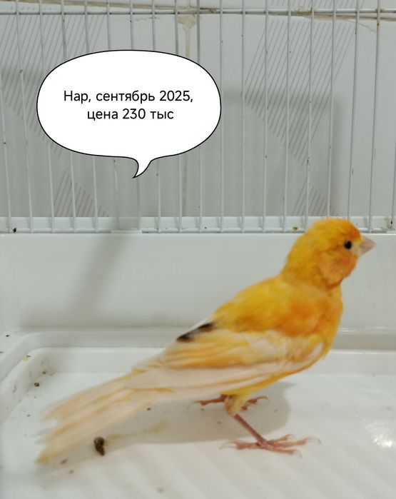 Канарейки самцы от производителя