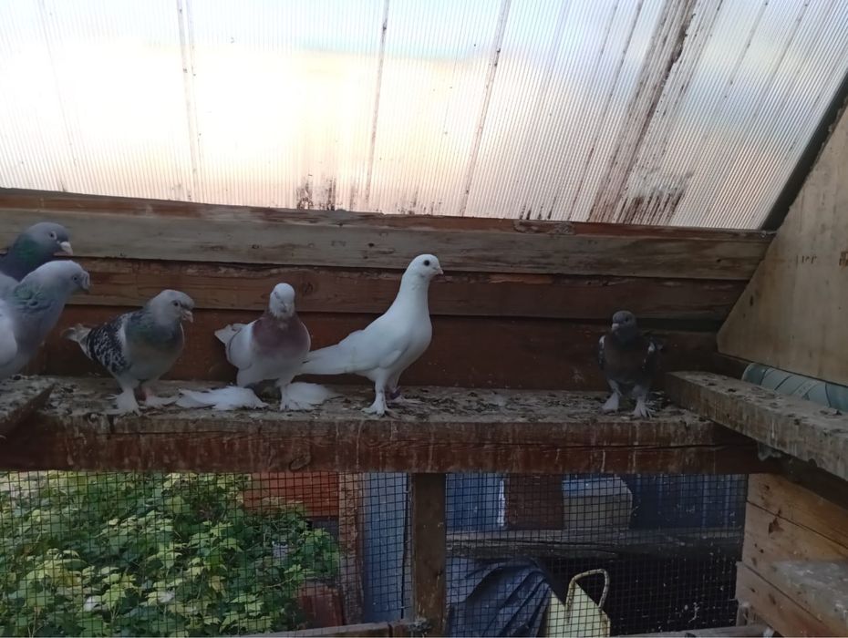 Продам бухарских голубей