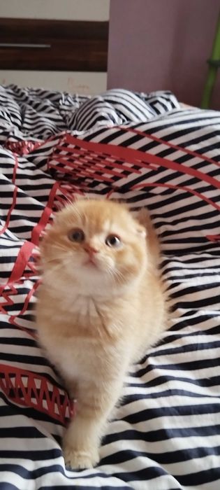Златни чинчили шотландски котенца