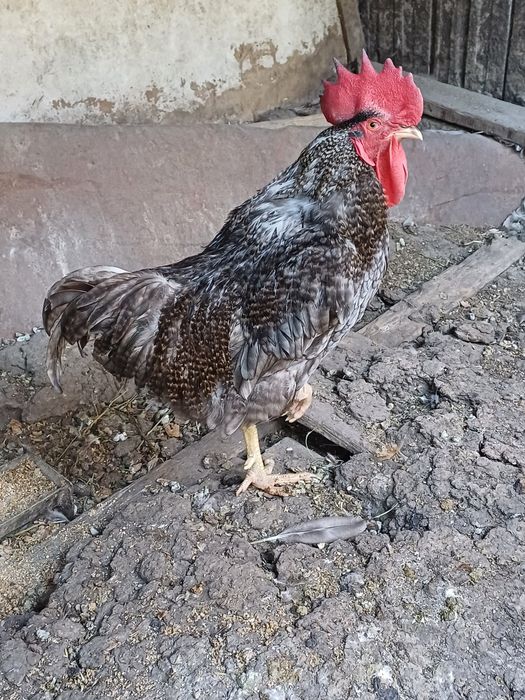 Продаю  домашних  петухов