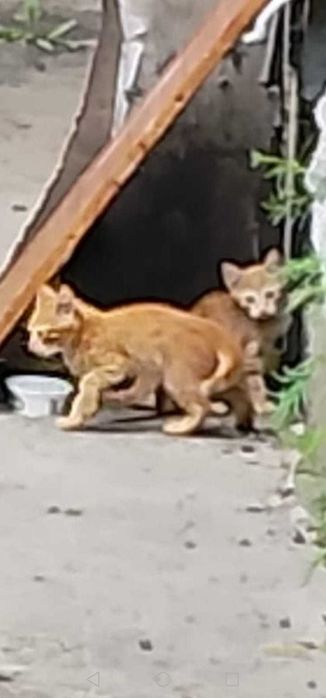 Подкинули котят. Ищем дом!