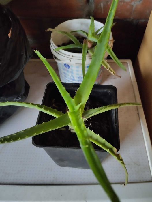 Продам лечебный алоэ