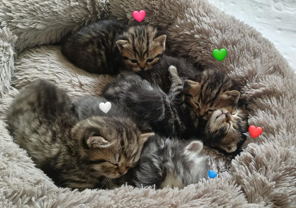 Продам шотландских котят
