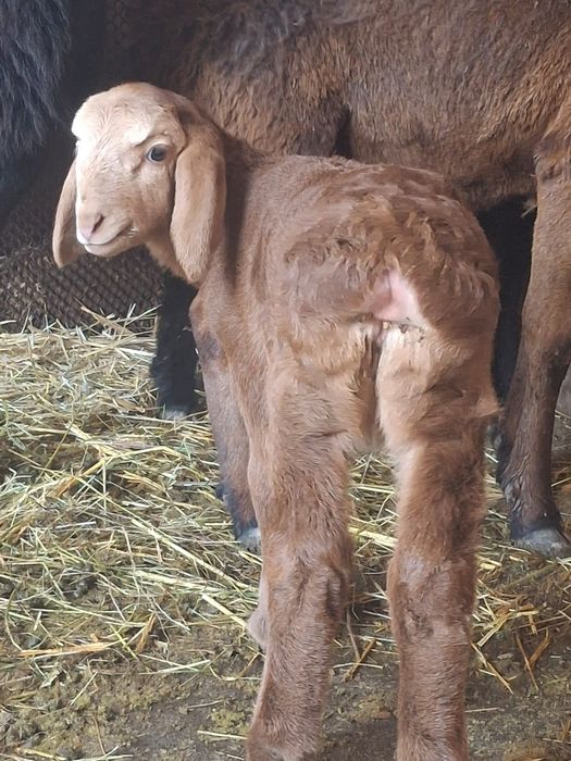 Қозылы қой сатылады.