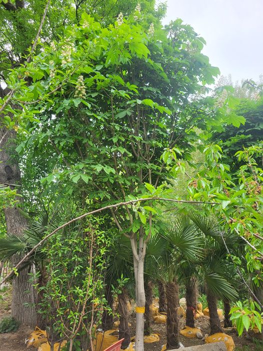 Расстении для ландшафта