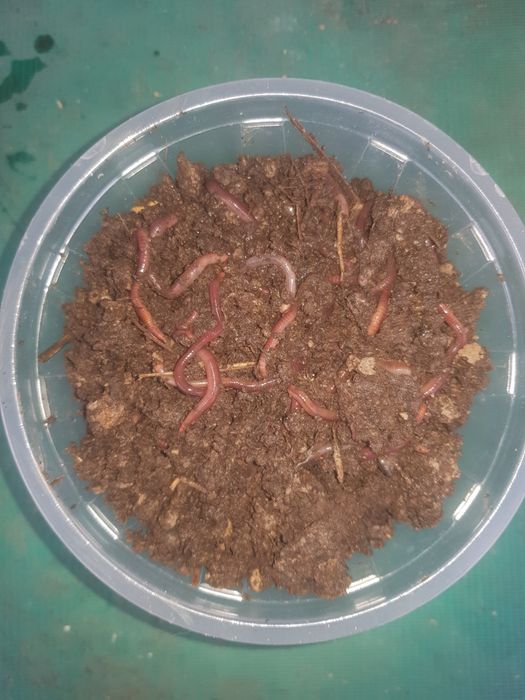 Черви для рыбалки от 70 шт +- 10